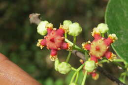 Image of Lophopetalum wightianum Arn.