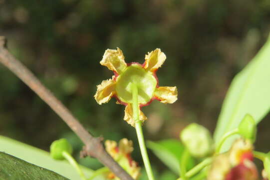 Image of Lophopetalum wightianum Arn.