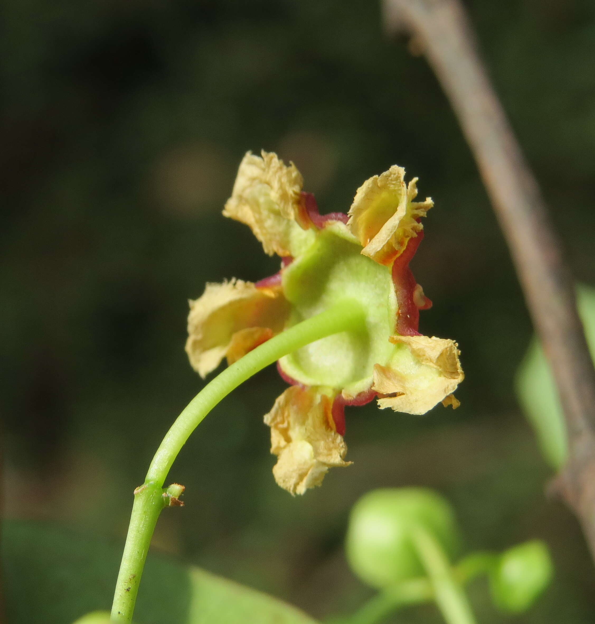 Image of Lophopetalum wightianum Arn.