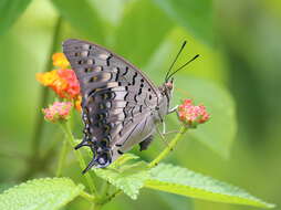 Imagem de Charaxes solon Fabricius 1793