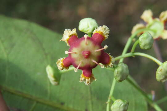 Image of Lophopetalum wightianum Arn.