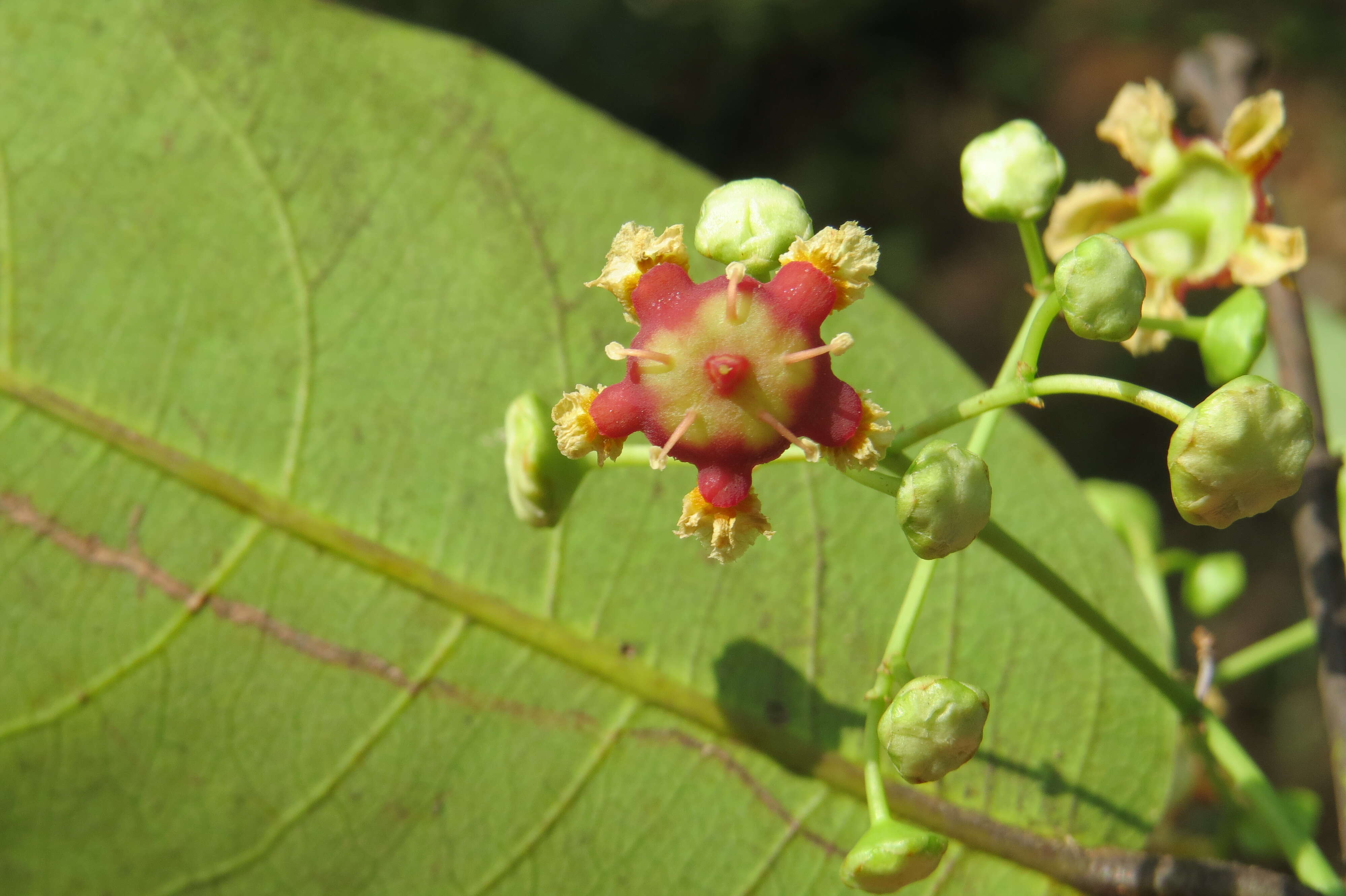 Image of Lophopetalum wightianum Arn.