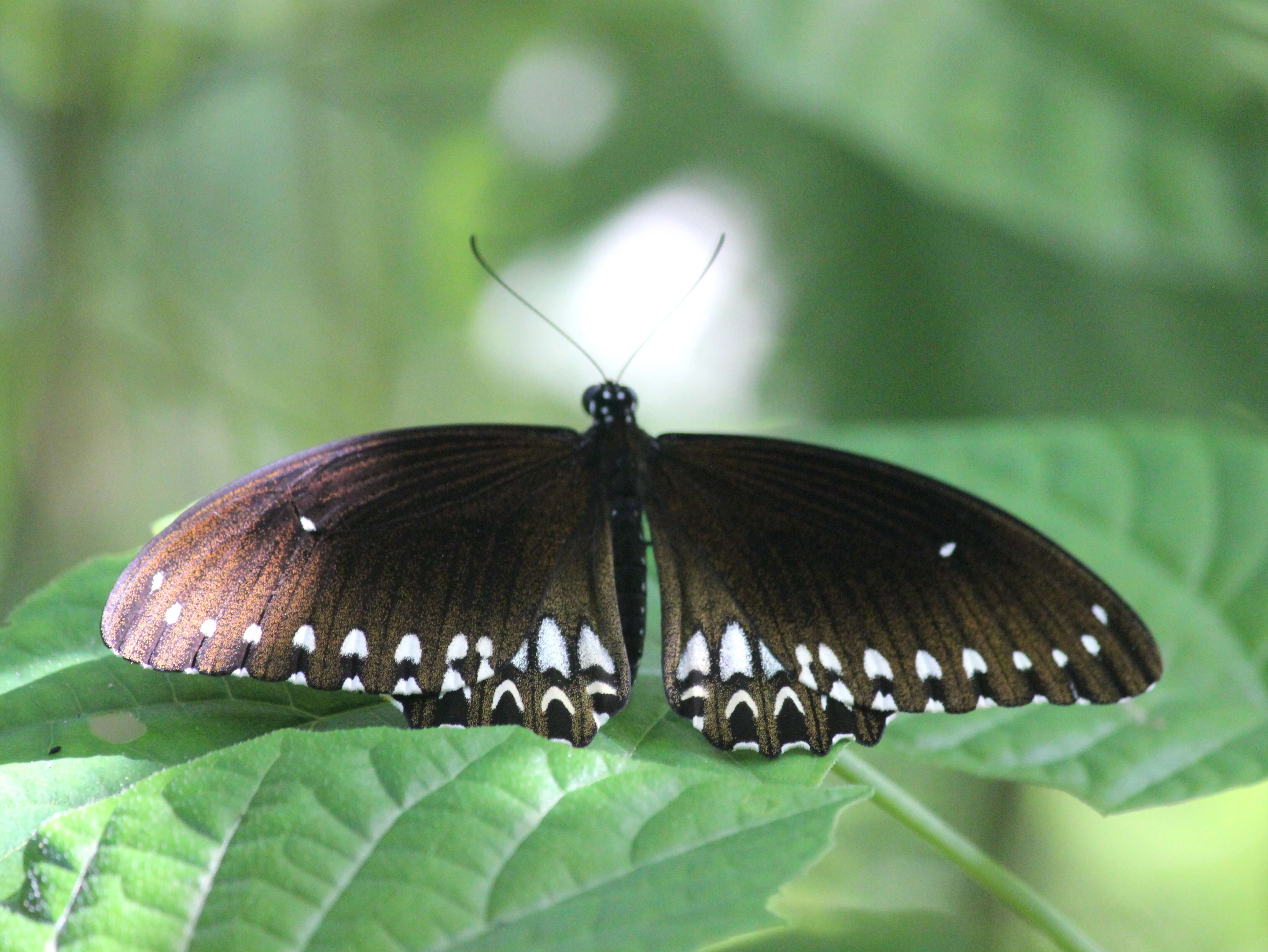 Image of Malabar Raven