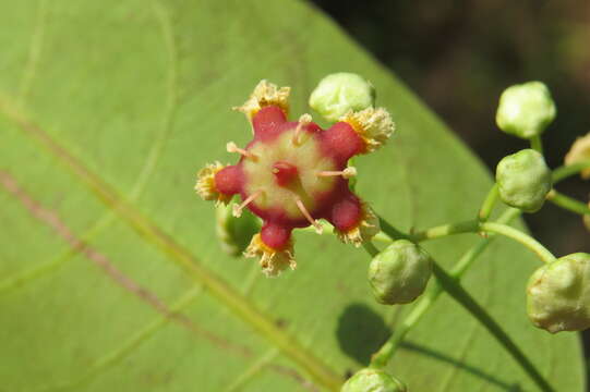 Image of Lophopetalum wightianum Arn.