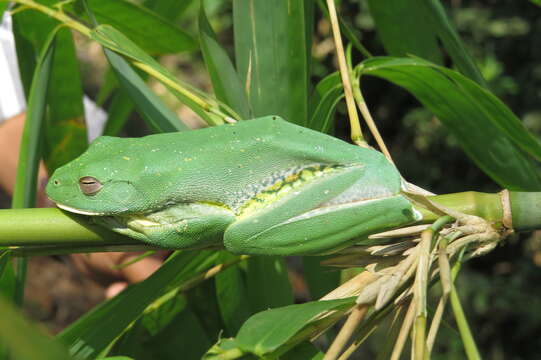 Image of Malabar Gliding Frog