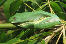 Image of Malabar Gliding Frog