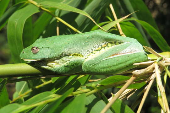 Image of Malabar Gliding Frog