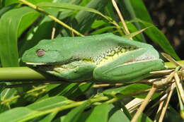 Image of Malabar Gliding Frog