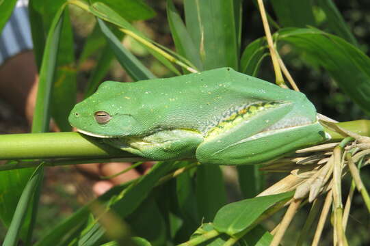 Image of Malabar Gliding Frog