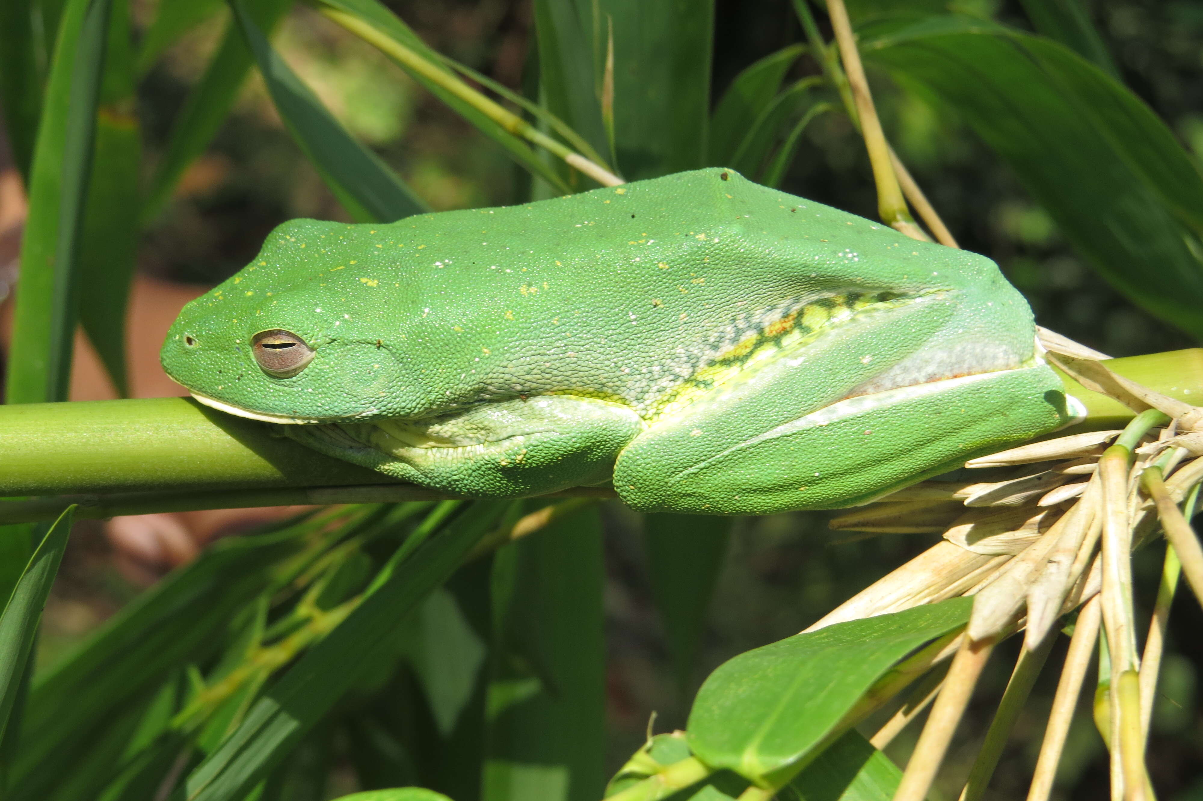 Image of Malabar Gliding Frog