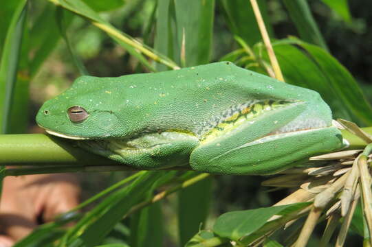 Image of Malabar Gliding Frog