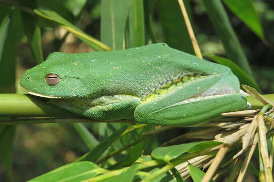 Image of Malabar Gliding Frog