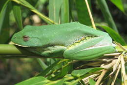 Image of Malabar Gliding Frog