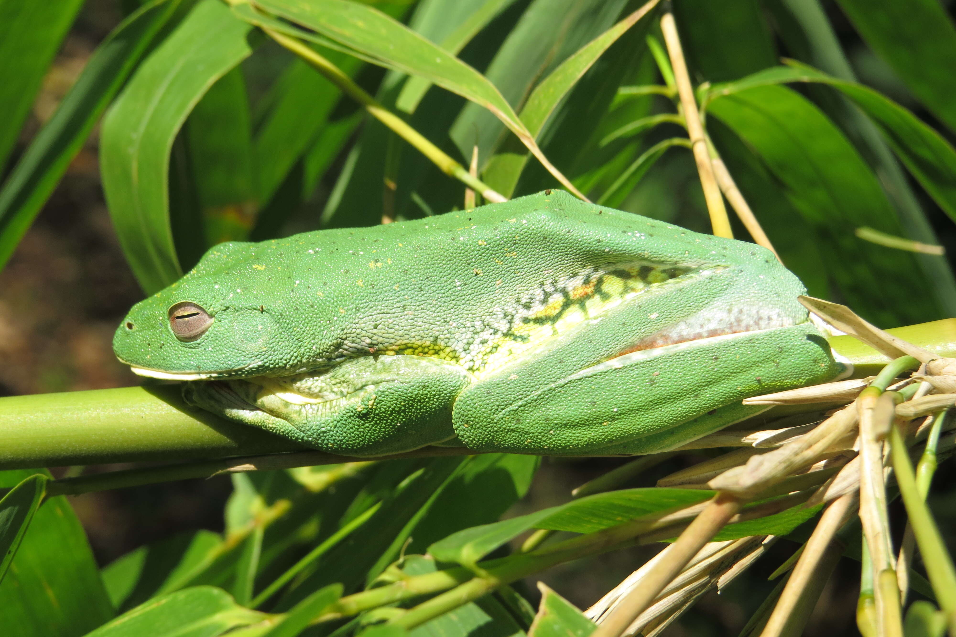 Image of Malabar Gliding Frog