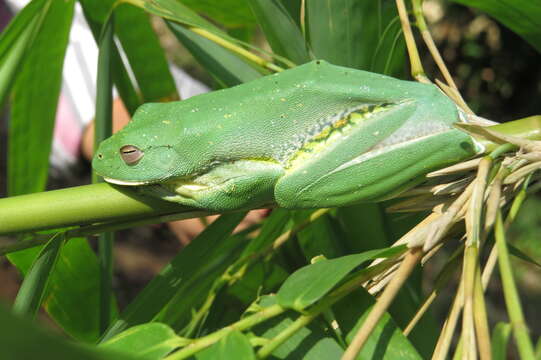 Image of Malabar Gliding Frog