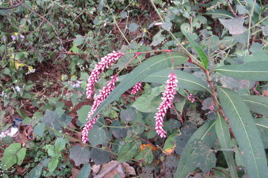 Image de Persicaria glabra (Willd.) Gomez de la Maza