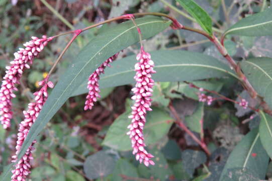 صورة Persicaria glabra (Willd.) Gomez de la Maza