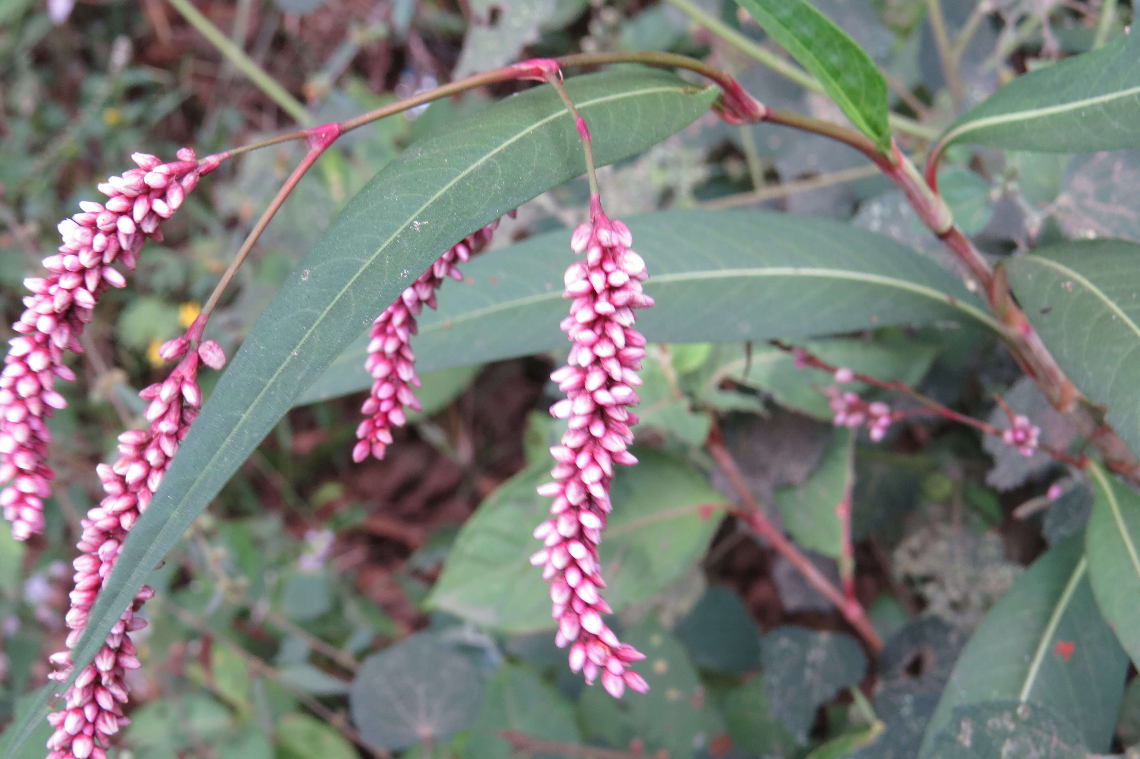 Image of Smooth Smartweed