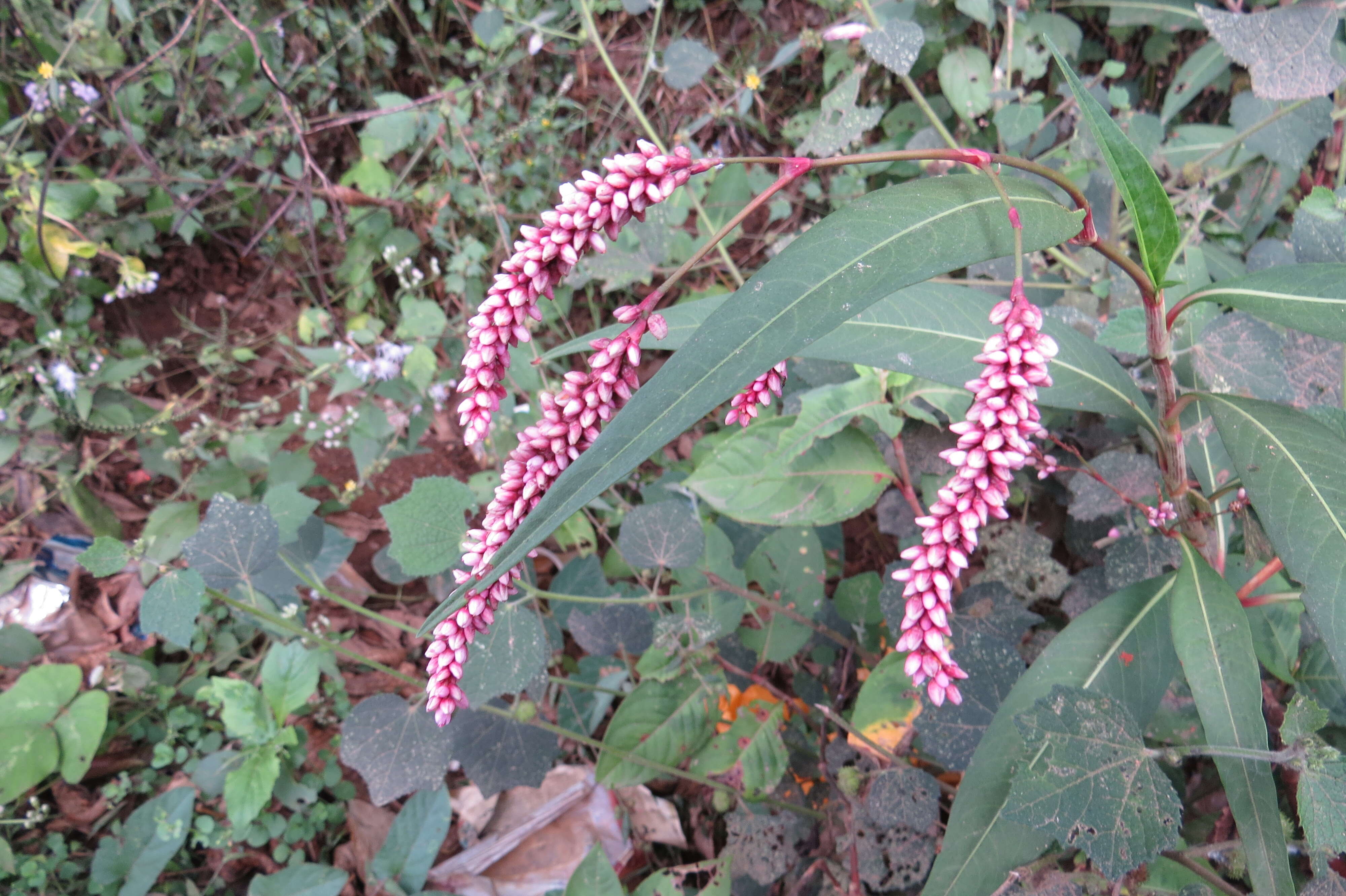 Image of Smooth Smartweed