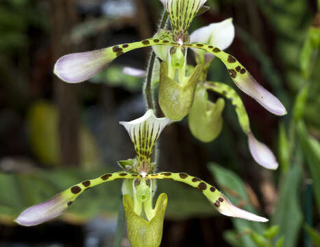 Sivun Paphiopedilum lowii (Lindl.) Stein kuva