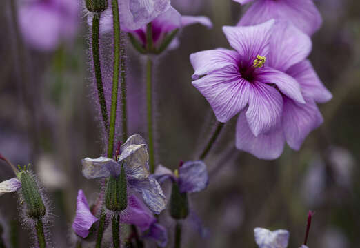 Image of Madiera cranesbill