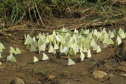 Image of Common albatross