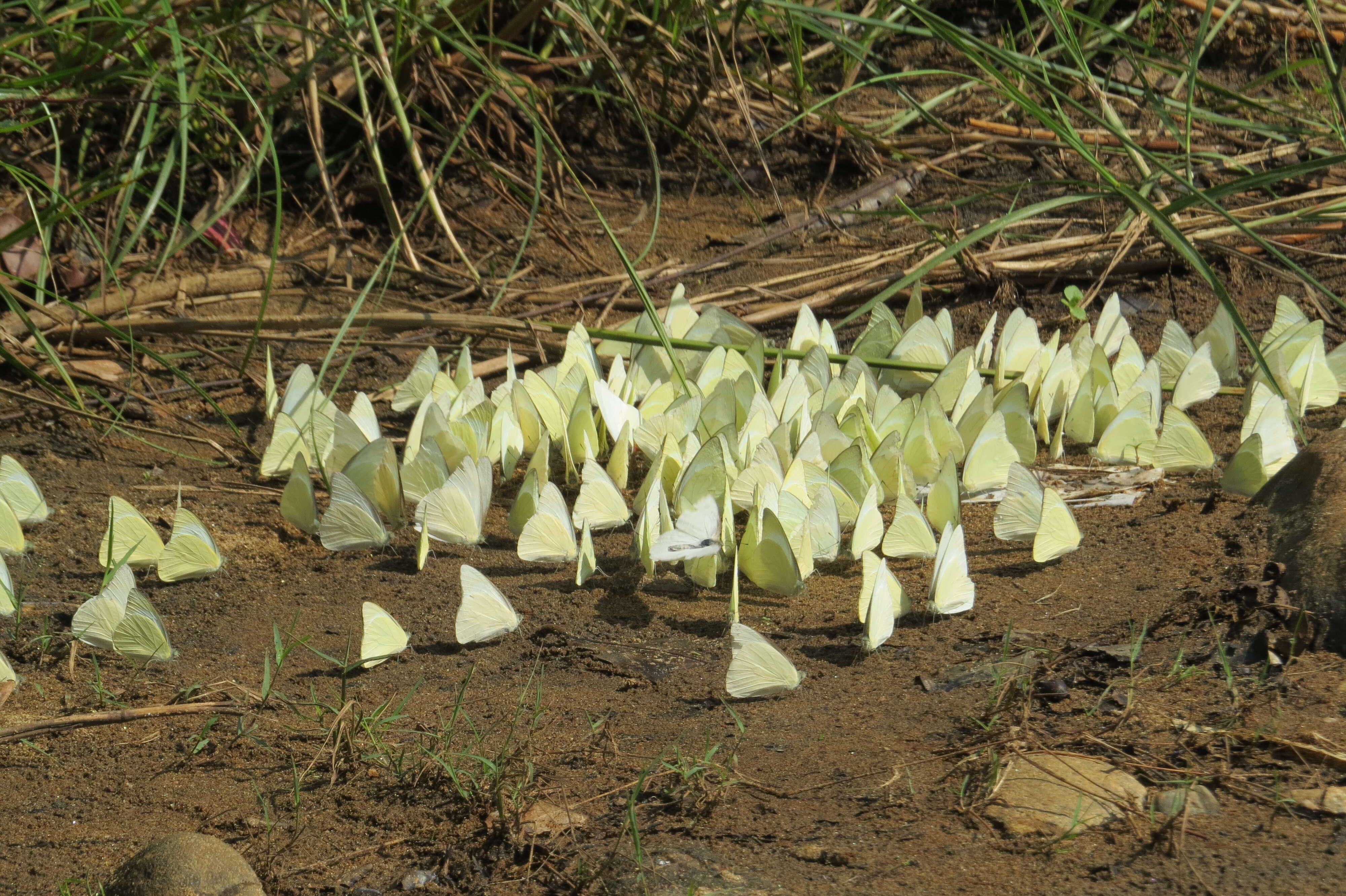 Image of Common albatross