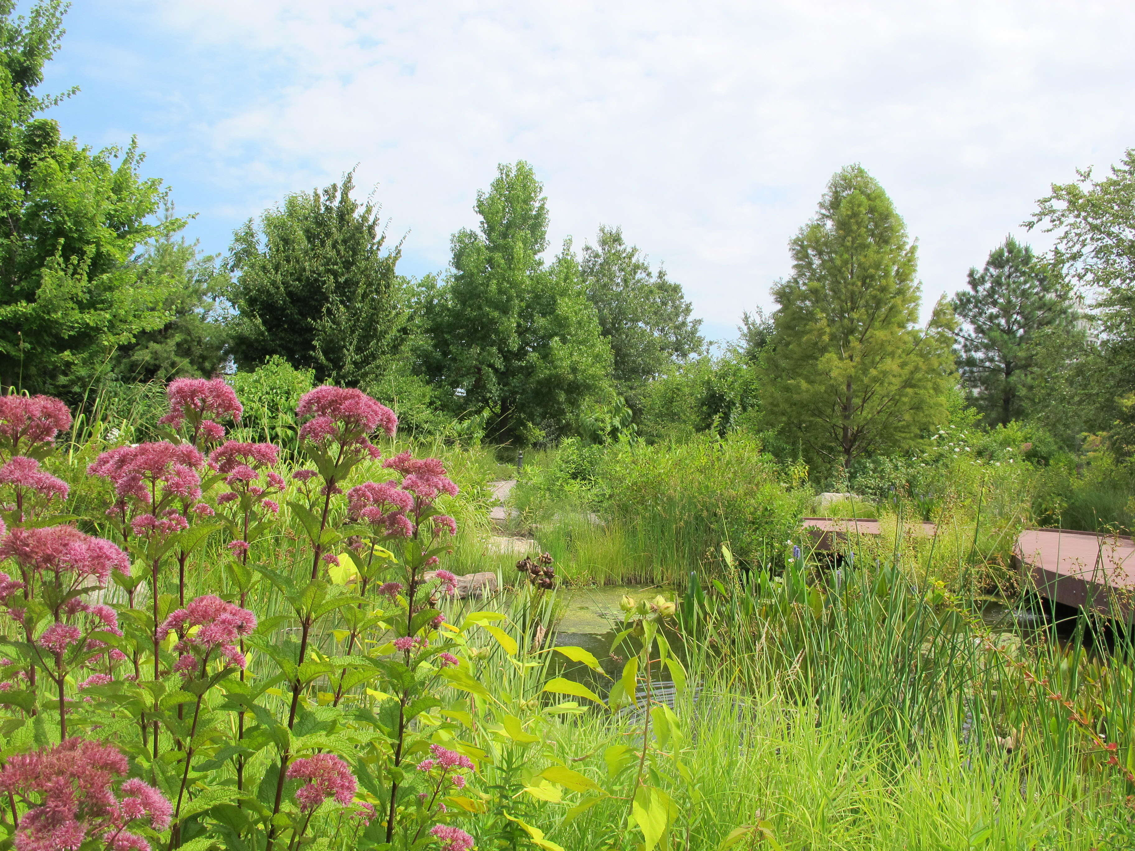 Image of Hemp-agrimony