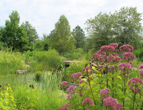 Image of Hemp-agrimony