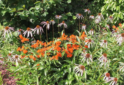 Image of butterfly milkweed