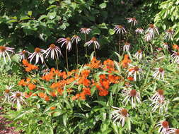 Image of butterfly milkweed