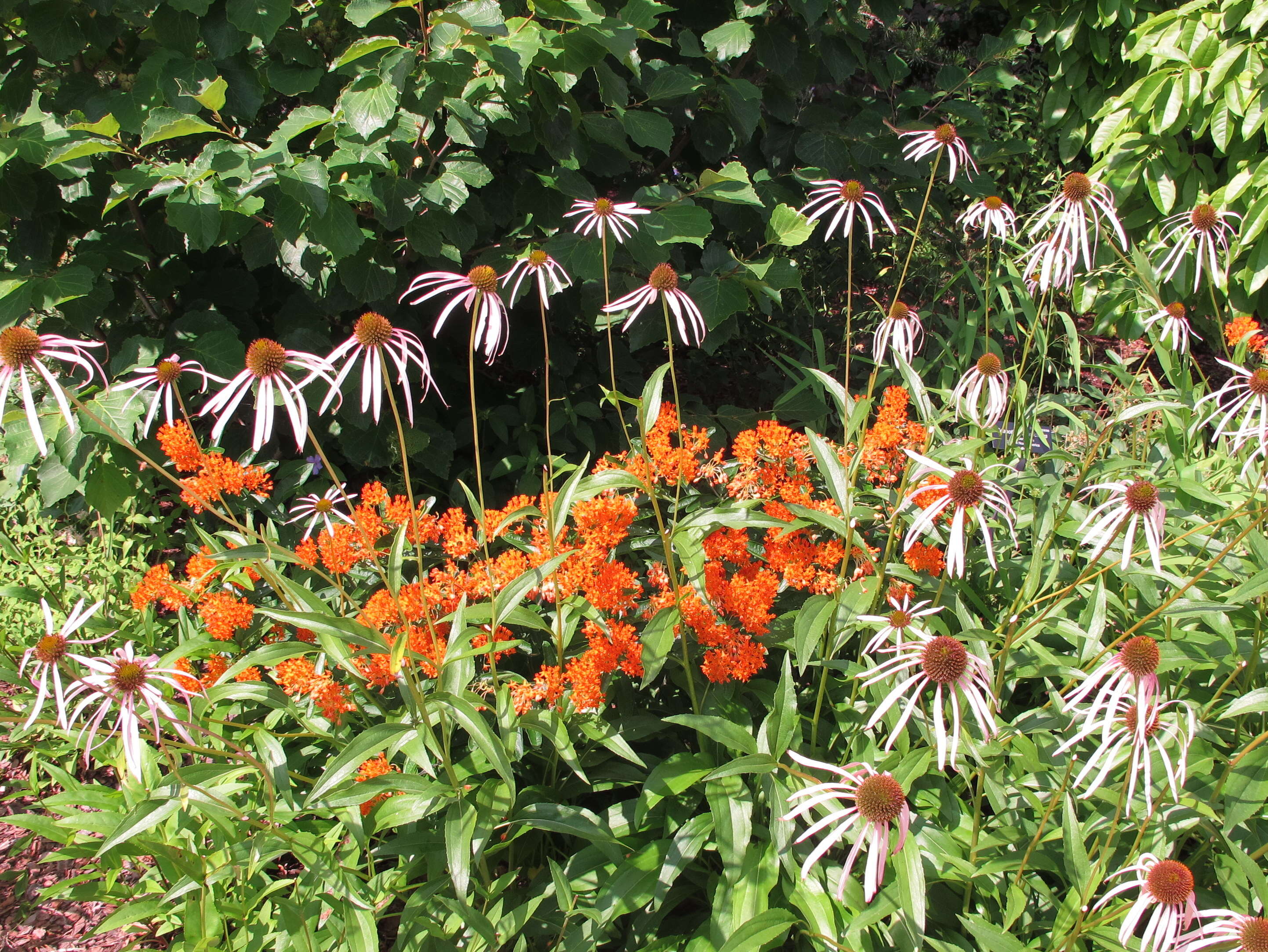 Imagem de Asclepias tuberosa L.