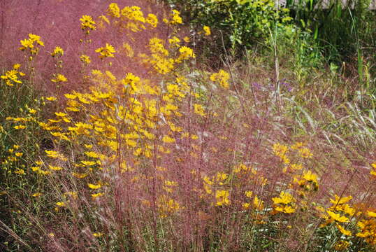 Image of hairawn muhly