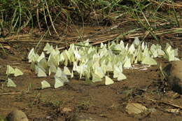 Image of Common albatross