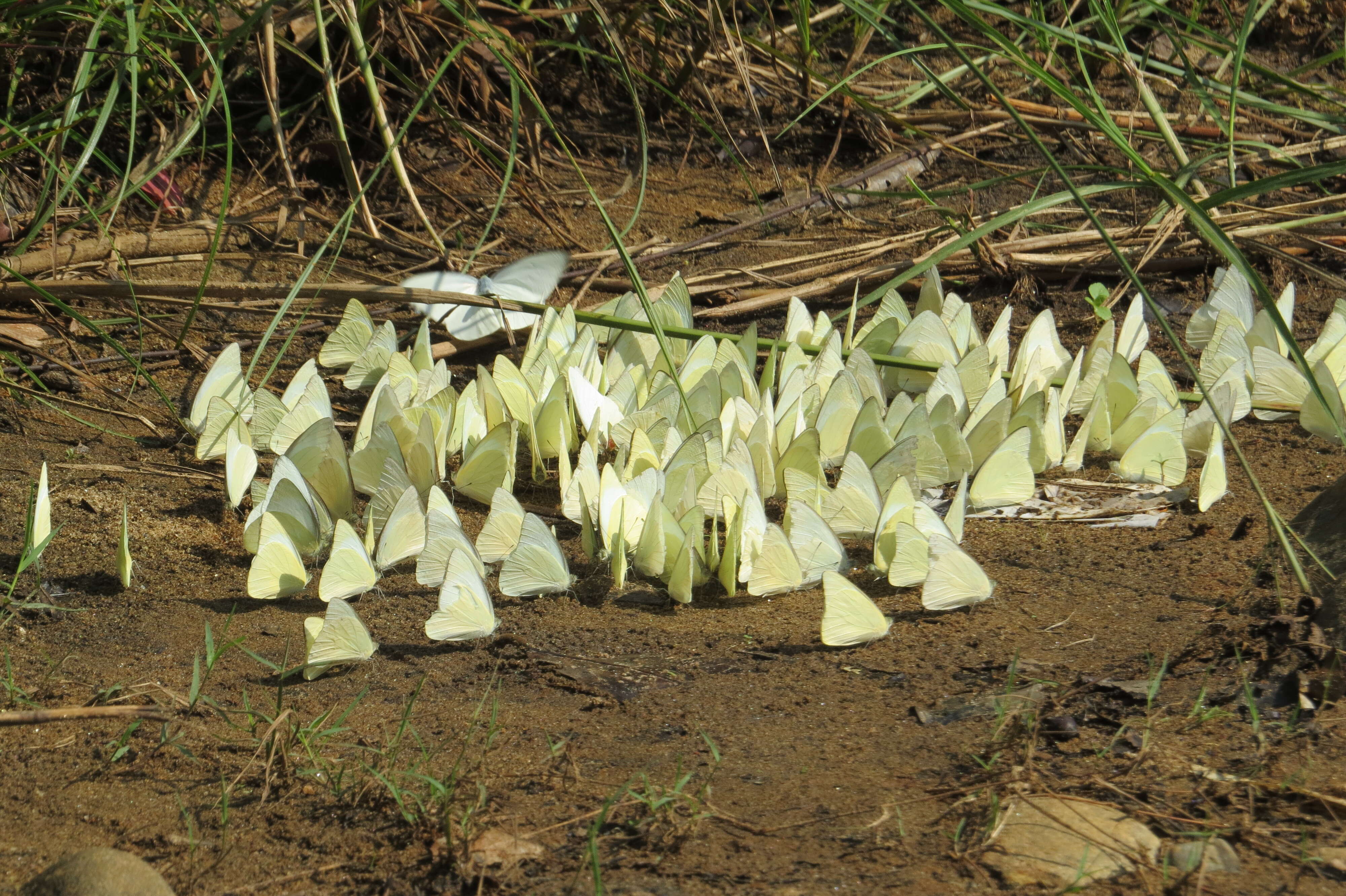 Image of Common albatross