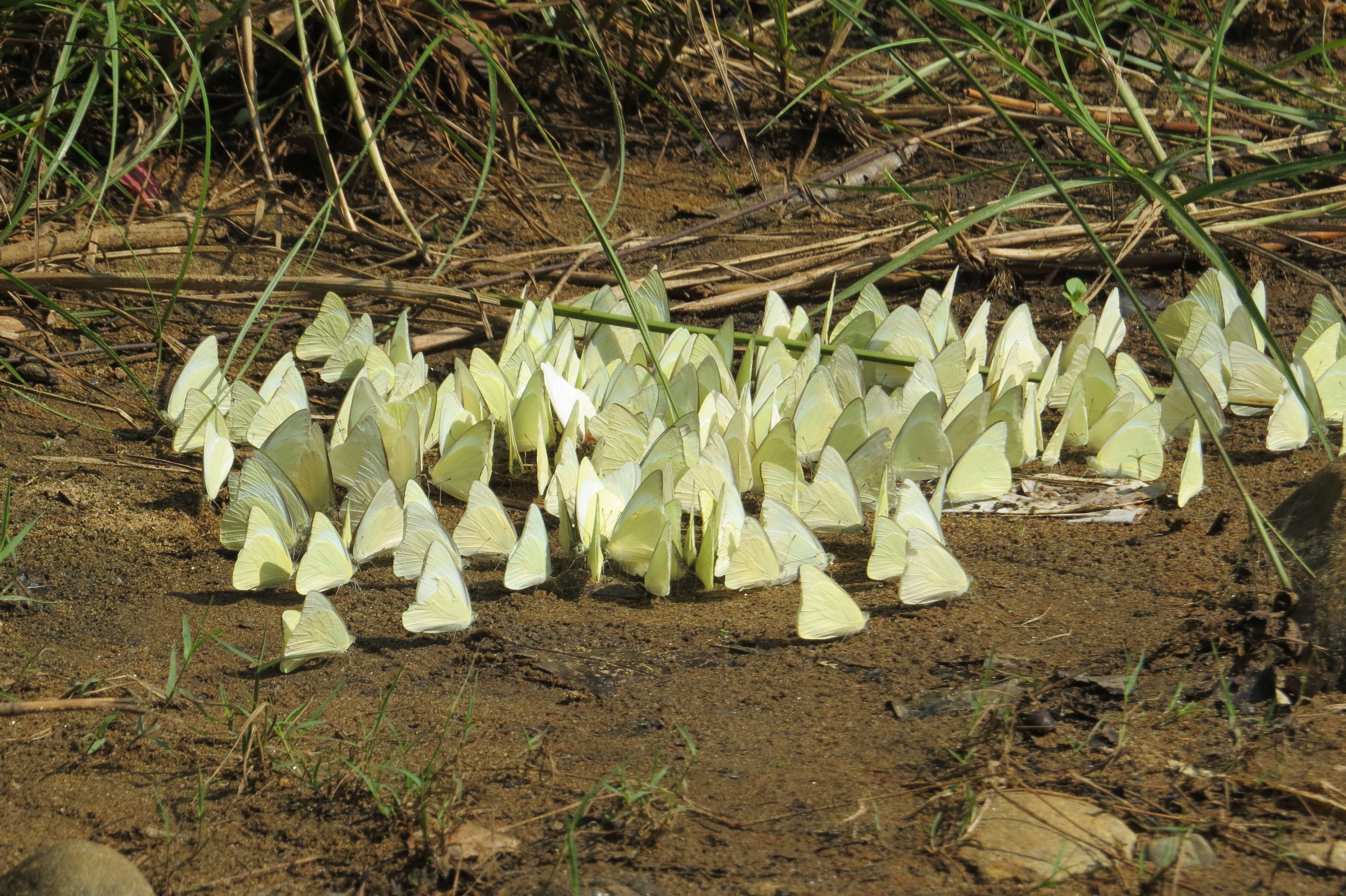 Image of Common albatross