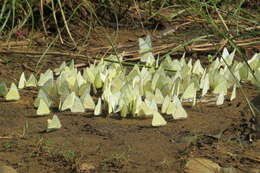 Image of Common albatross