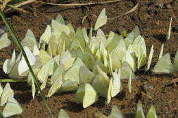 Image of Common albatross