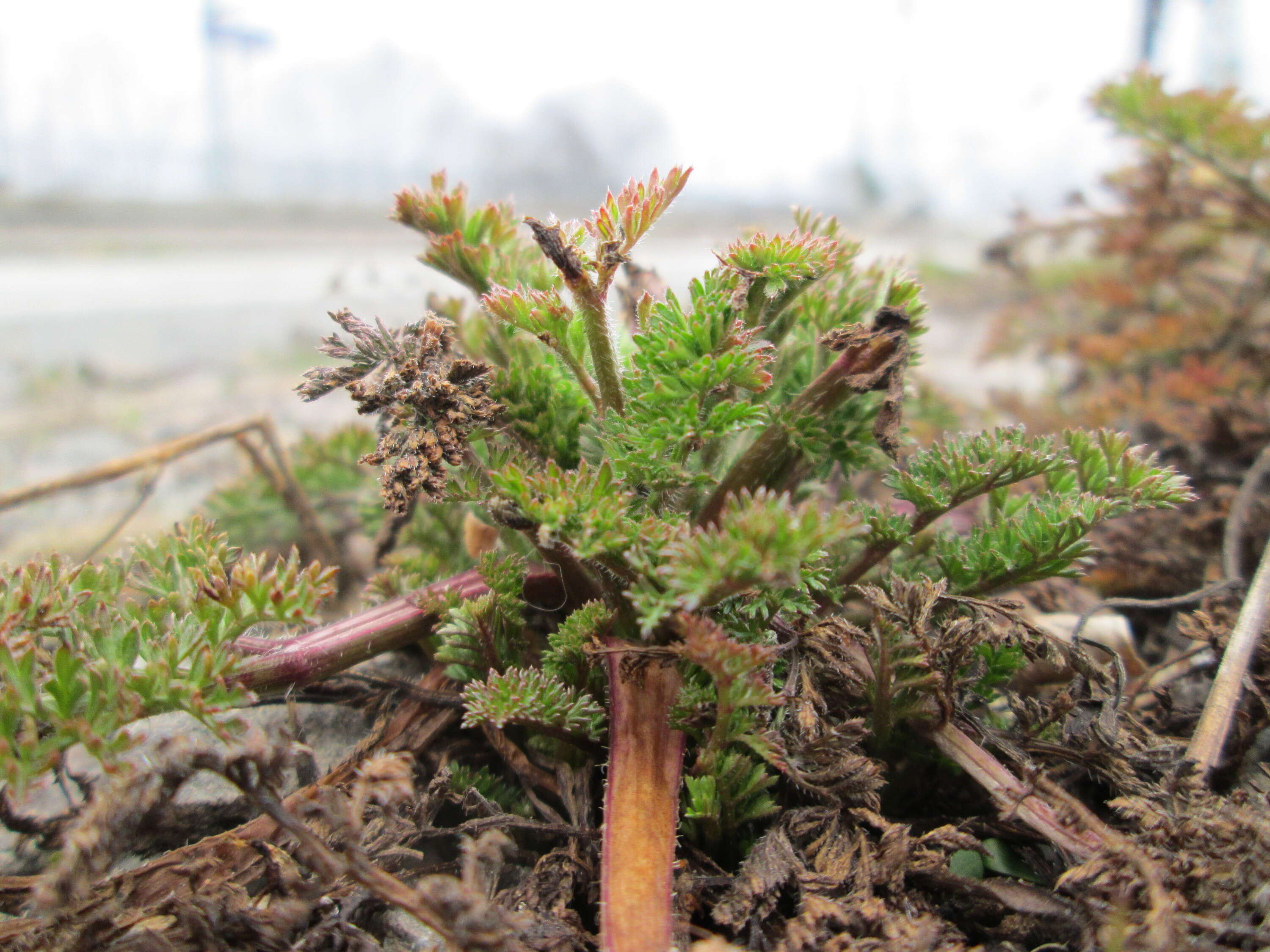 Image of Common Stork's-bill