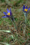 Image of Eastern Pasque Flower