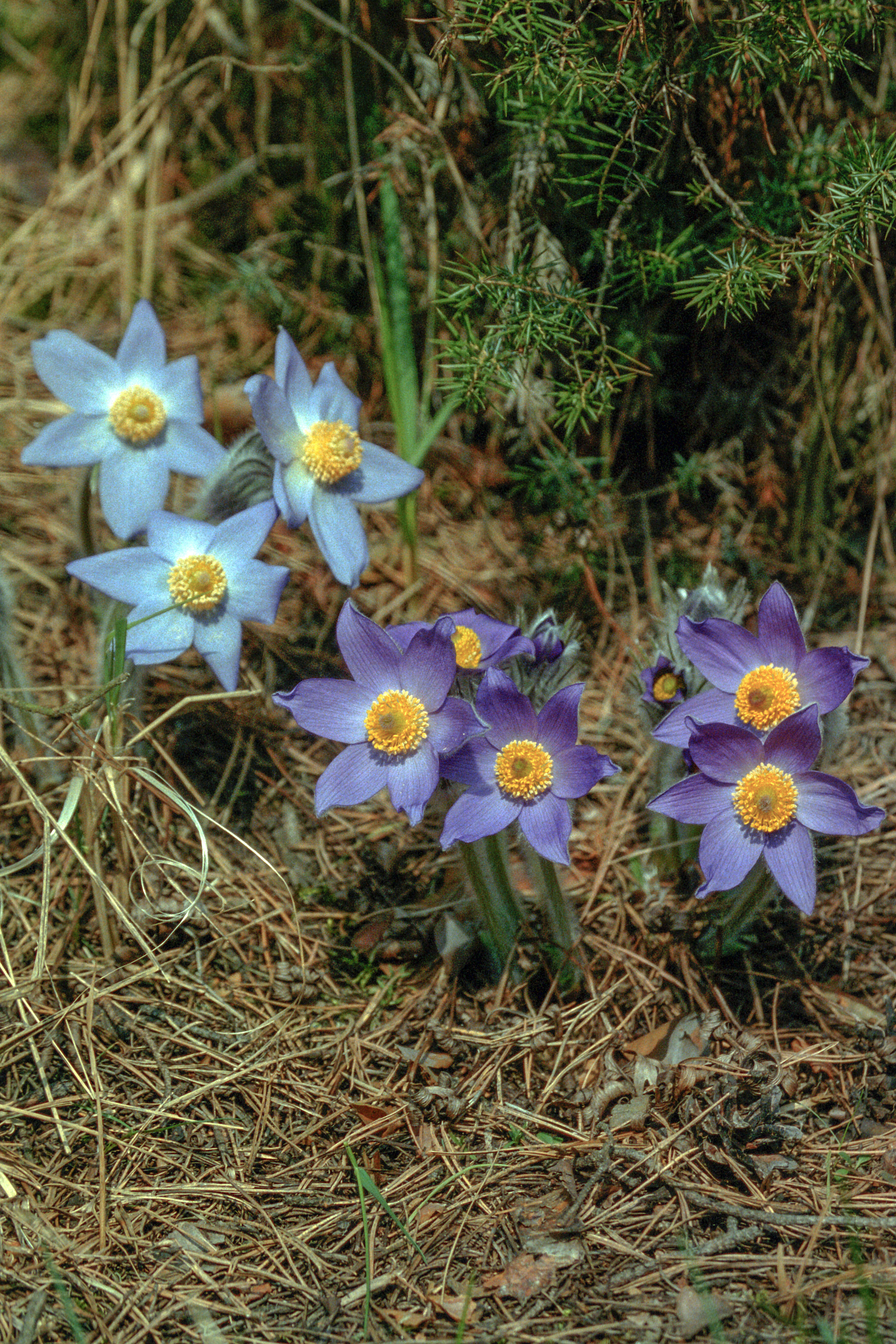 Image of Eastern Pasque Flower