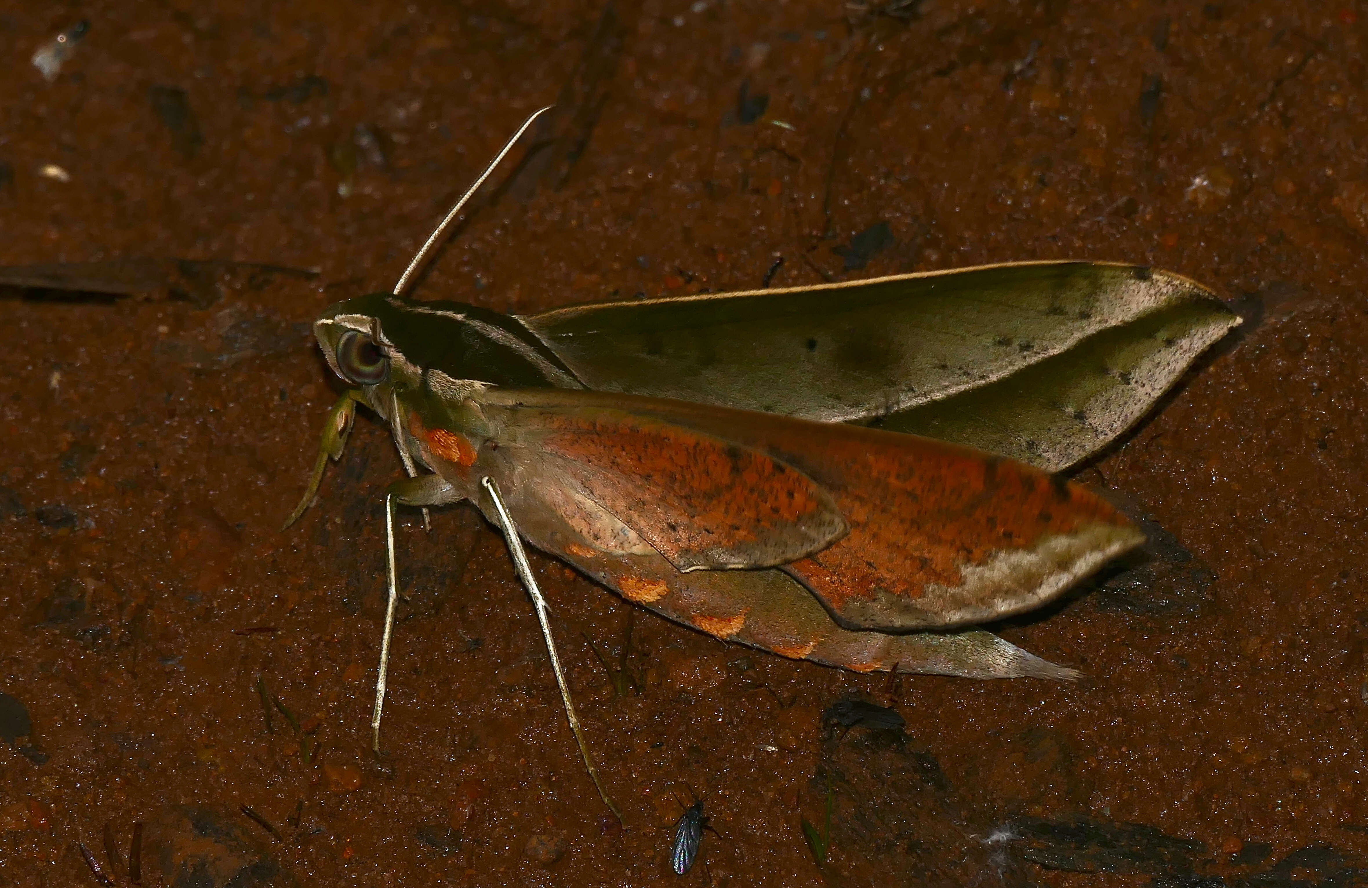 Image de Xylophanes amadis (Stoll 1782)