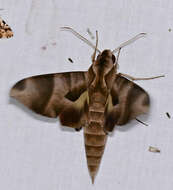 Image of Eumorpha obliquus (Rothschild & Jordan 1903)