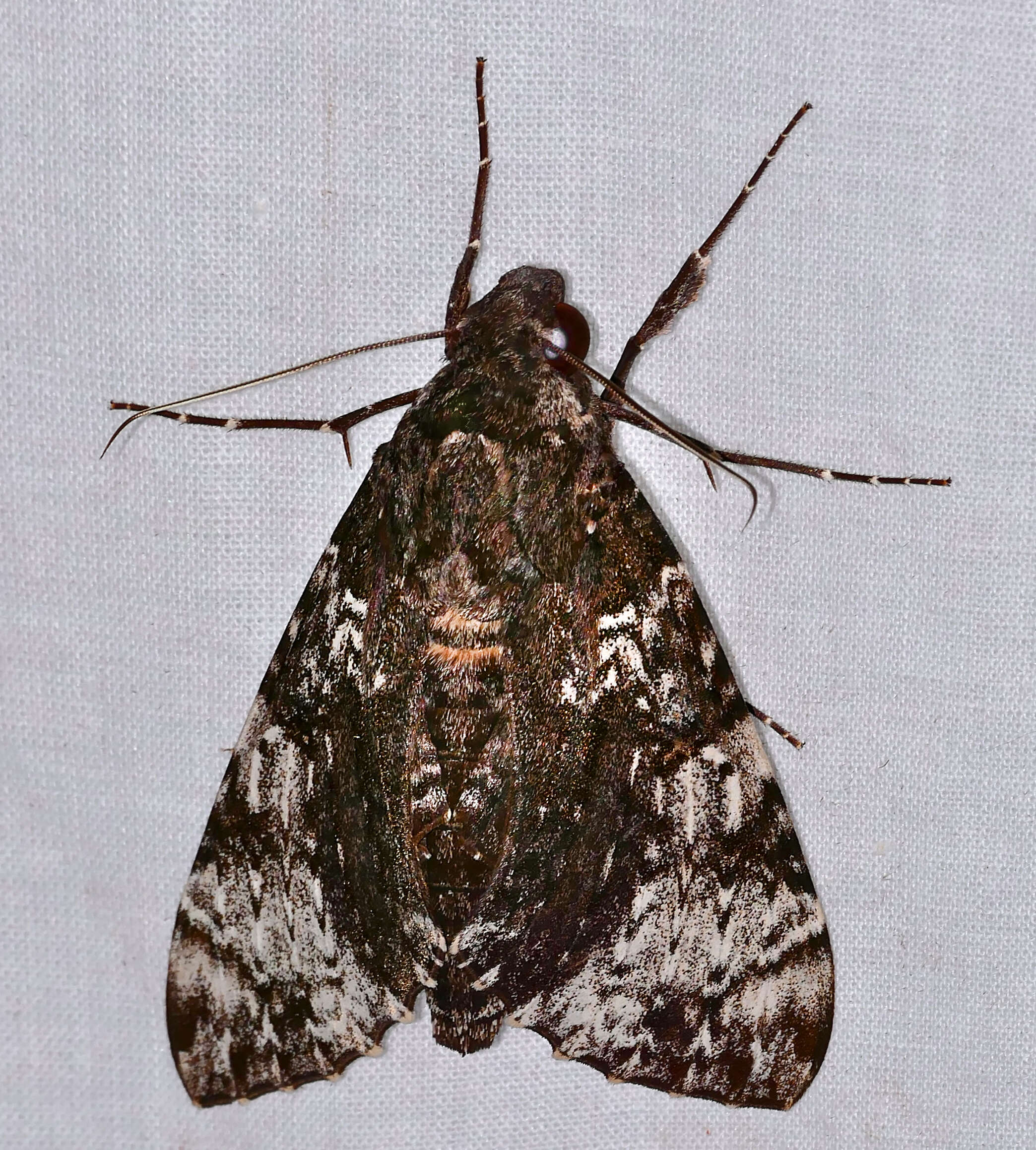 Image of Isognathus excelsior (Boisduval (1875))