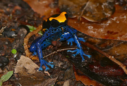 Image of Dyeing Poison Frog