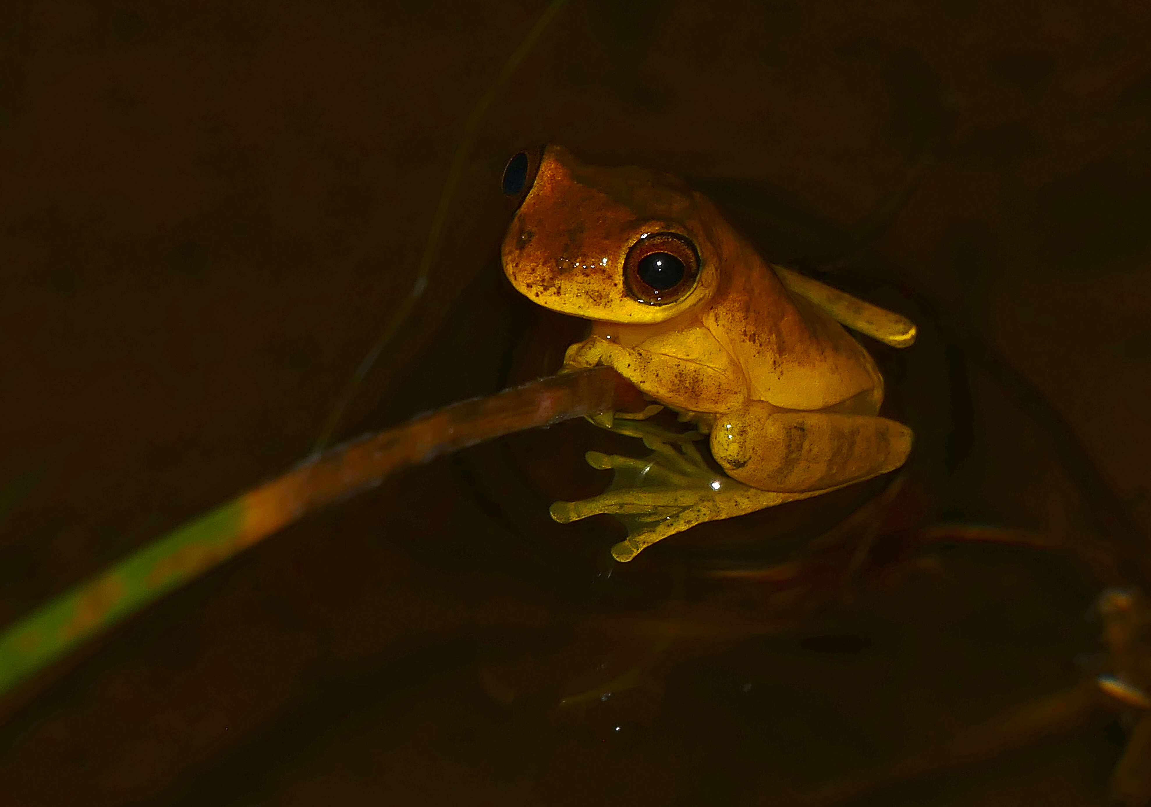 Image of Lesser Treefrog