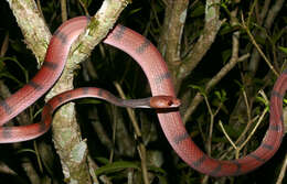 Image of Tropical Flat Snake
