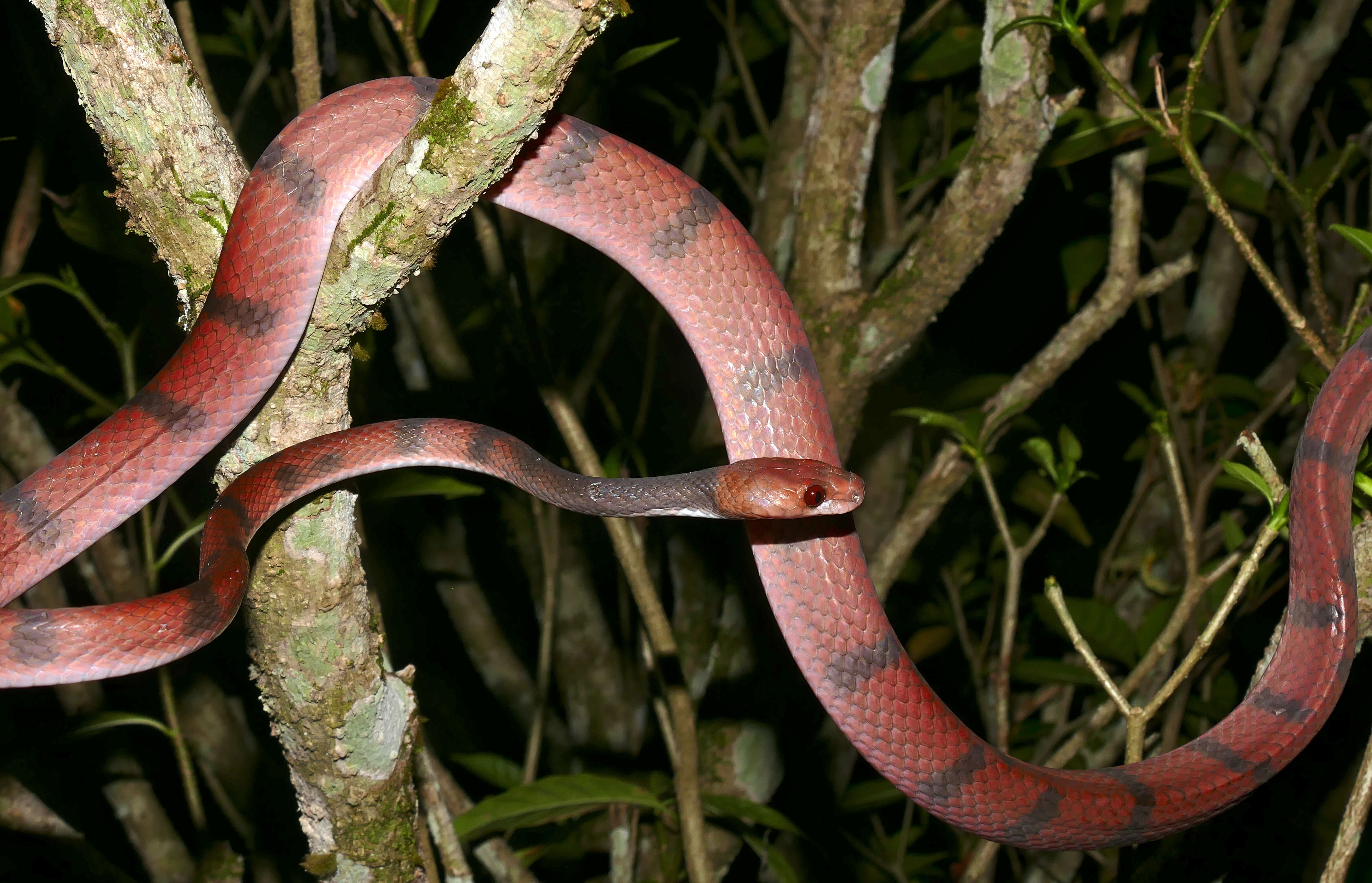 Image of Tropical Flat Snake