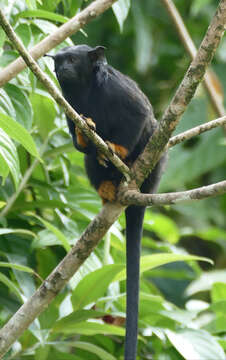 Image of Golden-handed Tamarin