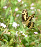 Image of Thoas Swallowtail